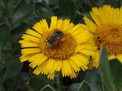 Anthophora lanzarotensis