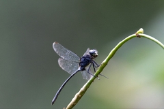 Pornothemis starrei