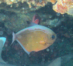 Pempheris vanicolensis