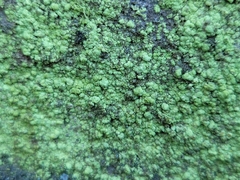 Psilolechia