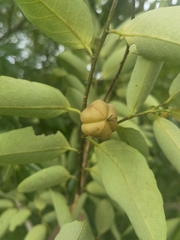 Sclerocroton