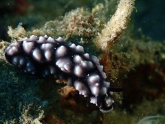 Phyllidiella
