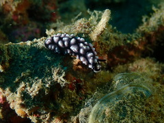 Phyllidiella