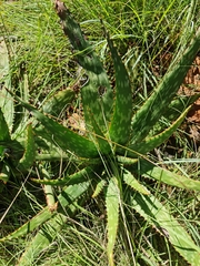 Aloe greatheadii davyana