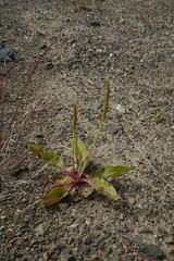 Plantago depressa