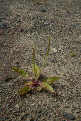 Plantago depressa
