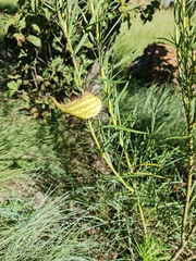 Gomphocarpus fruticosus