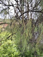 Plocama pendula