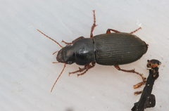 Harpalus latus