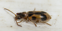 Notoxus monoceros