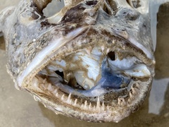 Lophius
