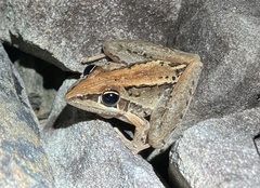 Litoria nasuta