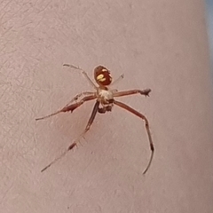 Verrucosa