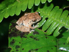 Raorchestes parvulus