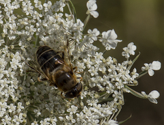 Eristalis pertinax