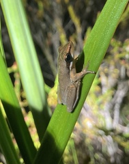 Litoria fallax