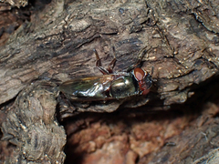 Duomyia