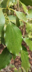 Cinnamomum