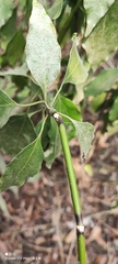 Cinnamomum