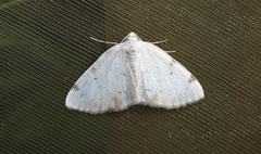 Lomographa bimaculata