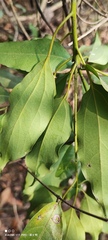 Cinnamomum