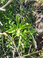 Pavetta gardeniifolia