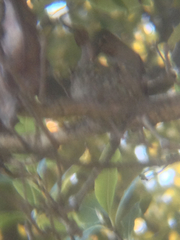 Caprimulgiformes