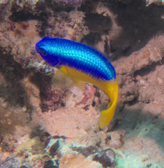 Pomacentrus auriventris