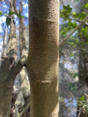 Ficus coronata
