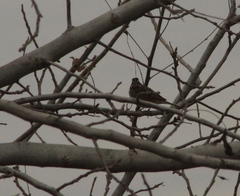 Passerculus sandwichensis