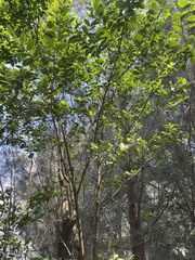 Ficus coronata