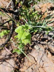 Afrocanthium gilfillanii