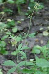 Geum × intermedium