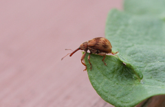 Anthonomus rectirostris