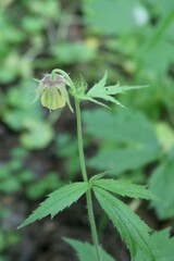 Geum × intermedium