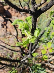 Afrocanthium gilfillanii