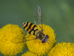 Syrphus vitripennis