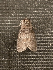 Discophlebia celaena