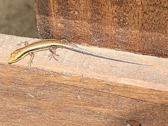 Mabuyinae
