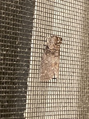 Discophlebia celaena