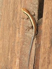 Mabuyinae