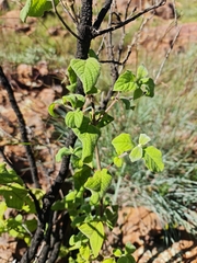 Afrocanthium gilfillanii