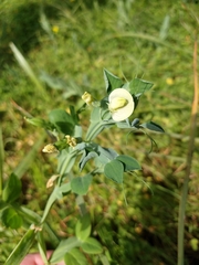Lathyrus ochrus