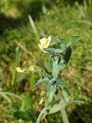 Lathyrus ochrus