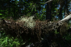 Bryocaulon pseudosatoanum