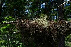 Bryocaulon pseudosatoanum