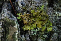 Lobaria pulmonaria