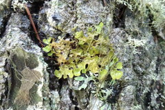 Lobaria pulmonaria