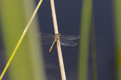 Austroepigomphus turneri