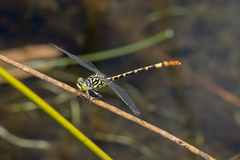 Austroepigomphus turneri